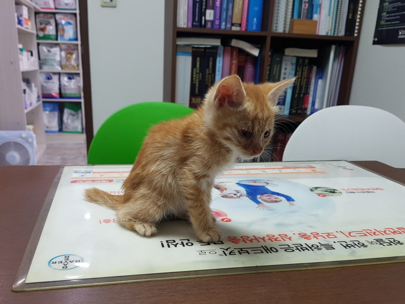 한국 고양이 이미지 파일 입니다.